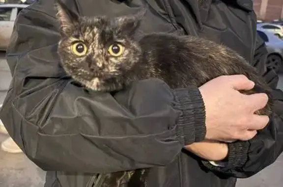 Кошка найдена: пр. Мира, 3, Сосновоборск