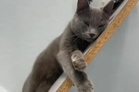 Кошка найдена в машине, пр. Ленина 136А