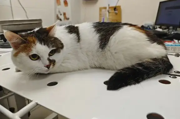 Кошка найдена: ул. Крупносортщиков 12А