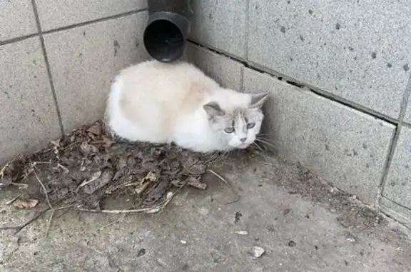 Найдена кошка, ул. Семёна Середы, 23/27