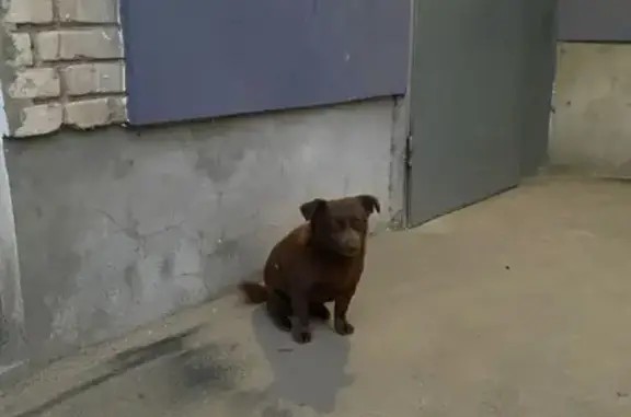 Найденные животные Ростов-на-Дону, фото: Найдена собака: Ростов, Ленина 44/6