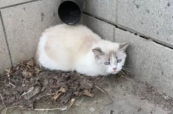 Кошка найдена: ул. Середы 28/29, Рязань