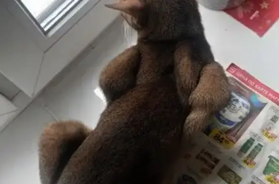 Найдена абиссинская кошка, Ярославль, Малая Техническая, 9