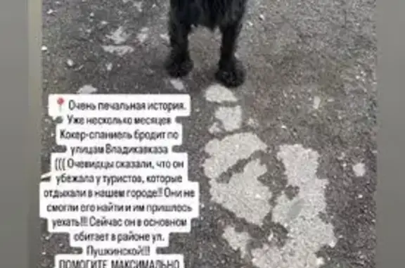 Найдена собака, Владикавказ, фото: Кокер-спаниель найден на Пушкинской, Владикавказ