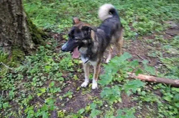 Собаки потеряшки, Голубое Жск, фото: Потеряшка собака, Родниковая ул., 5, Голубое