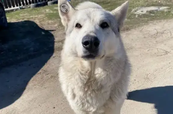 Собака найдена: ул. Локтионова, Пенза