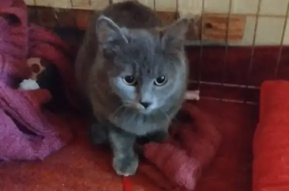 Кошки потеряшки, Москва, фото: Потеряшка кошка у МВД Ростокино, Бажова, 15А.