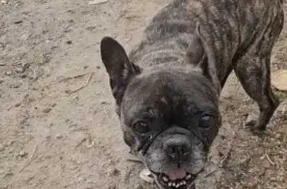 Найдена собака, Московская область, фото: Собака найдена: Ульянково, МО