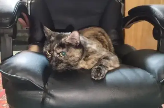 Кошка найдена: Московское ш., 29, Долгопрудный