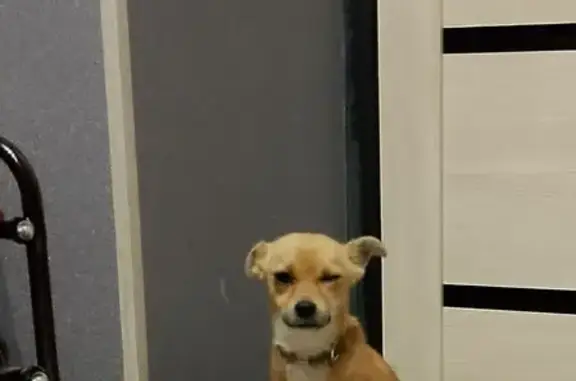 Найдена собака, ул. Менделеева, 29, Курск