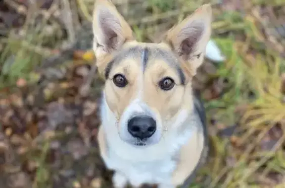 Собаки потеряшки, Городец, фото: Потеряшка собака, ул. Блинова, Городец