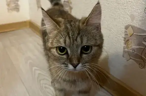 Найдена кошка, Киров, фото: Кошка найдена: ул. Упита, 11 к2, Киров