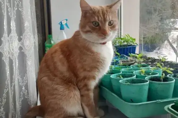 Кошки потеряшки, Самара, фото: Потеряшка кот, 7-я линия, Самара - рыжевато-белый