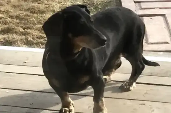 Найдена собака, Ельник, фото: Найдена собака в Вологодской области