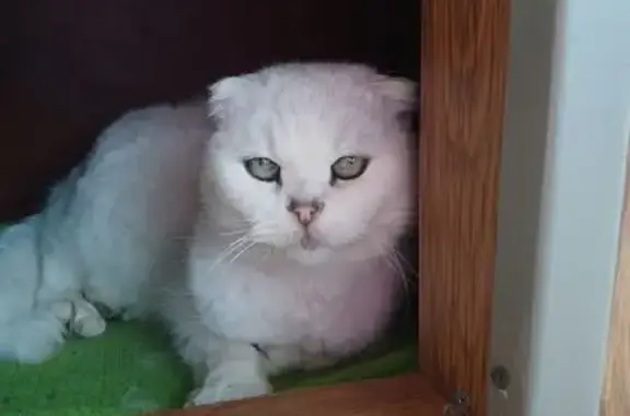 Найдена кошка, , фото: Беременная кошка найдена: Яркий пр., 4, Армавир