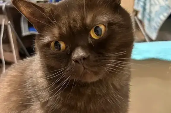 Кошки потеряшки, Стерлитамак, фото: Потеряшка кот Феликс, ул. Курчатова, 22