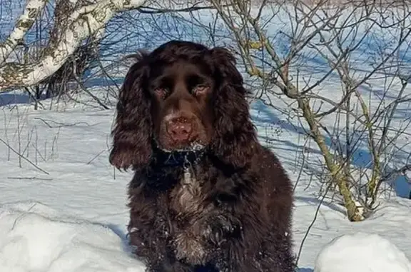 Собаки потеряшки, Тамбовская область, фото: Потеряшка собака, Большая Ржакса, Тамбовщина