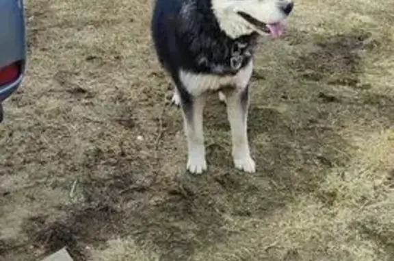 Собака найдена: Виноградная ул., Заволжское