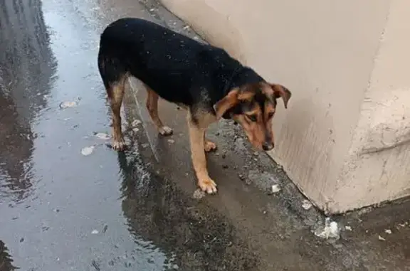 Собака найдена: ул. Демидова, 15, Иваново