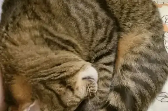 Кошки потеряшки, Томск, фото: Потеряшка кот, пр. Фрунзе 6, Томск