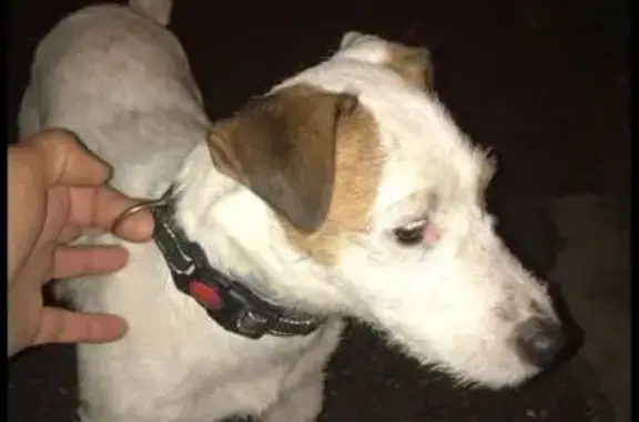 Собака найдена: Совхозная 43, Краснодар