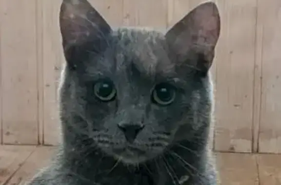 Потерянные животные Рязань, фото: Пропала кошка, Затинная ул, 28, Рязань