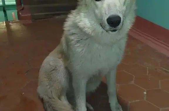 Собака найдена на ул. Бондаря, Хабаровск