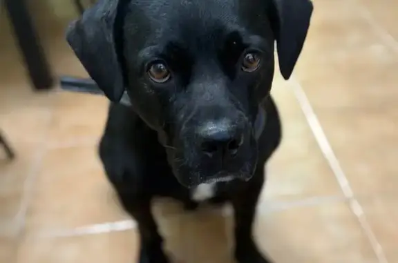 Найдена собака, ул. Думенко, 8, Краснодар