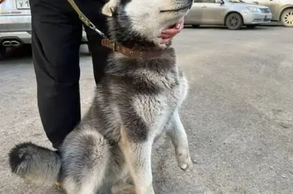 Найдена собака, Мальковское, фото: Хаски найден на Цветочной улице, Мальково