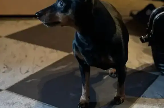 Найдена собака, Санкт-Петербург, фото: Цвингерпинчер найден: пр. Просвещения, 32к2