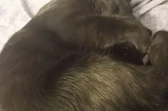 Найдена кошка на ул. Коллонтай, СПб