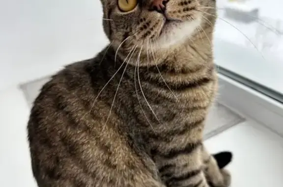 Объявления о пропавших и найденных животных, Бутурлиновка, фото: Пропал кот на улице 1 Мая, 73.