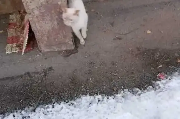 Кошка найдена: пр. Фрунзе, 230, Томск