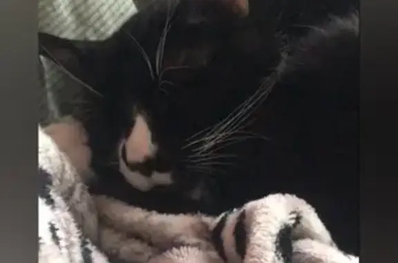 Кошки потеряшки, Санкт-Петербург, фото: Потеряшка кошка, ул. Ярослава Гашека, 9 к1