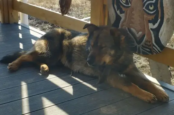 Найдена собака, , фото: Собака найдена: 46Н-09234, Дурниха