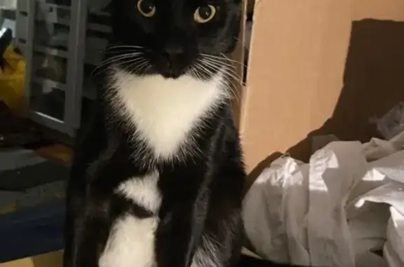 Кошки потеряшки, Москва, фото: Потеряшка кошка, Земляной Вал, 27 с3