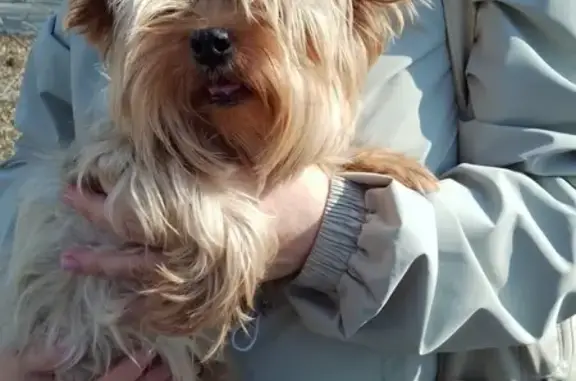 Собака найдена на ул. Барбюса, 138, Челябинск