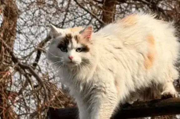 Объявления о пропавших и найденных животных, Карасук, фото: Пропала кошка, Транспортная 8А, Карасук