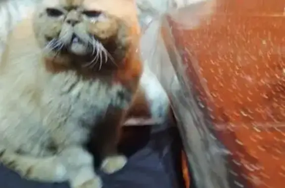 Пропала кошка, 1-й Бахмачеевский пр., 10