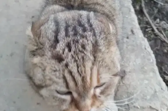 Кошка найдена, Смоленская ул., 38А, Липецк