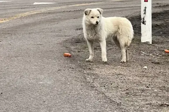 Найдена собака, Петропавловское, фото: Собака найдена на М4, 605-606 км 