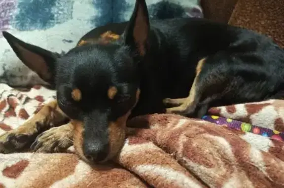 Собака найдена у Косыгина 83, Новокузнецк - photo