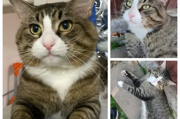 Кошки потеряшки, Куюки, фото: Потеряшка кот, Куюки, 16 квартал, д. 10