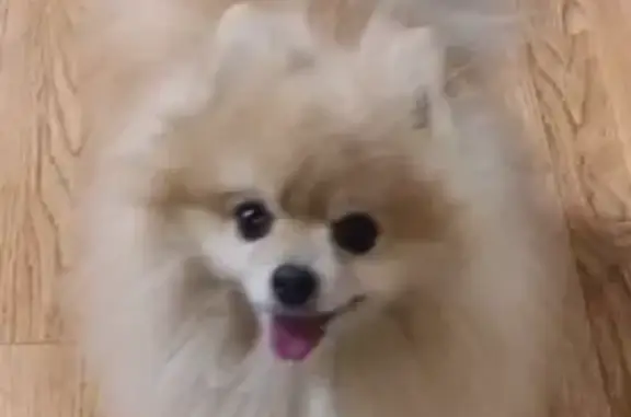 Найдена собака, Челябинск, фото: Найдена собака, Комсомольский 48, Чел.