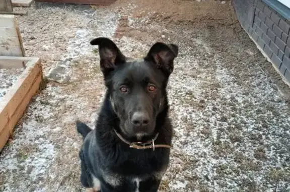 Собаки потеряшки, Московская область, фото: Потеряшка собака в Голубино, МО