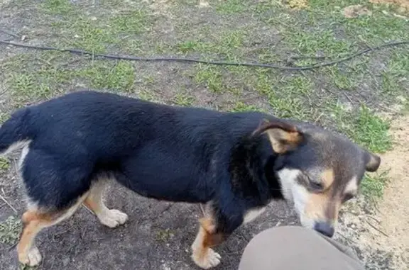 Собака найдена: ул. Алексеевского, 198А