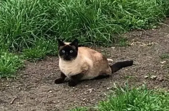 Найдена кошка, Симферополь, фото: Симферополь: найдена кошка, Проездная 13