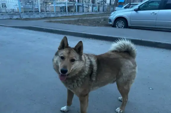 Найдена собака, Набережные Челны, фото: Собака Лайка ждет хозяина на ул. Гидростроителей