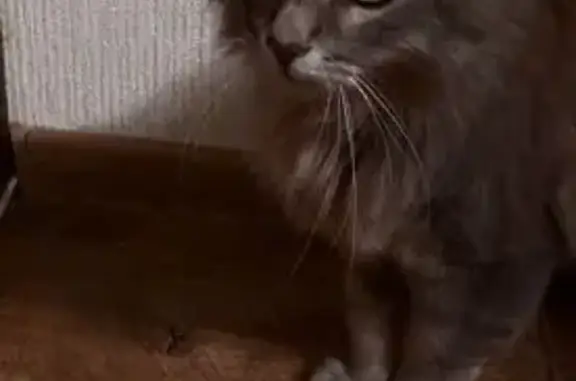 Найдена кошка, Ковров, фото: Кошка найдена: ул. Строителей, 22/2