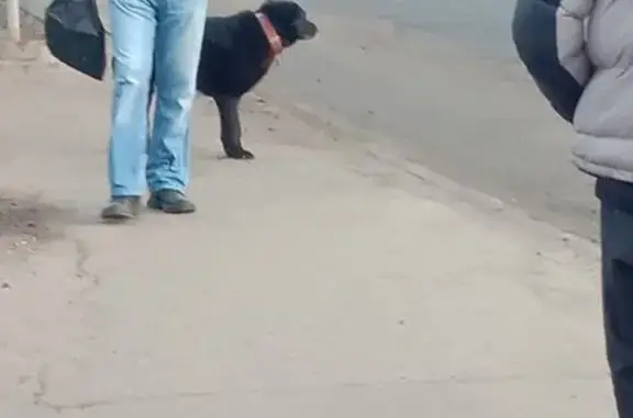 Найдена собака, Хабаровск, фото: Собака найдена: пр. 60-летия Октября, Хабаровск